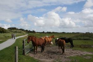 Resize of 20100831_9999_16