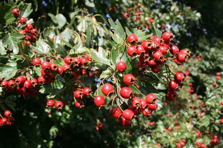 Resize of Schier 62 30082010