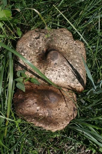 Resize of Schier 49 30082010