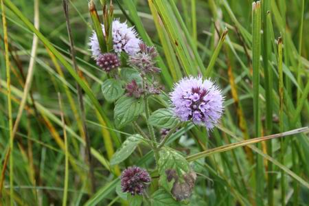 Resize of Schier 12 01092010