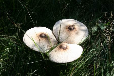 Resize of Schier 37 30082010