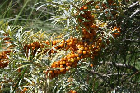 Resize of Schier 52 30082010