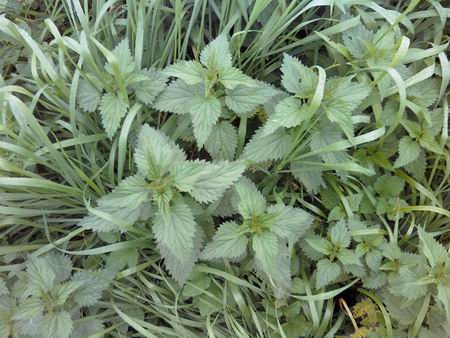 Resize of A.enG. 08 14102010