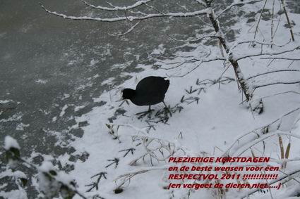 Resize of Meerkoet 02 17122010 + wens