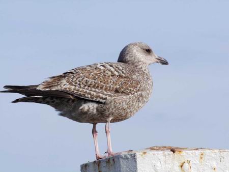 Resize of MvA Texel 03