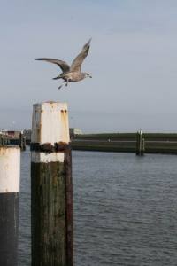 Resize of Texel Oudeschild meeuw 09 15022011