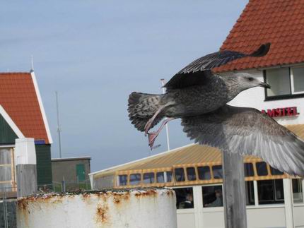 Resize of MvA Texel 04