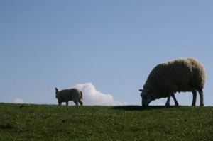 Resize of 20110502_9999_77