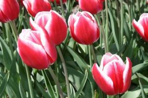 Resize of 20110502_9999_22