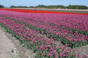 Resize of 20110502_9999_28