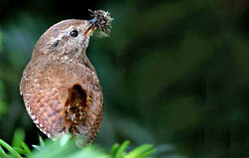 Nestelend winterkoninkje (pardon, winterkoning....) Afbeelding afkomstig uit de Nieuwsbrief van Vogelbescherming