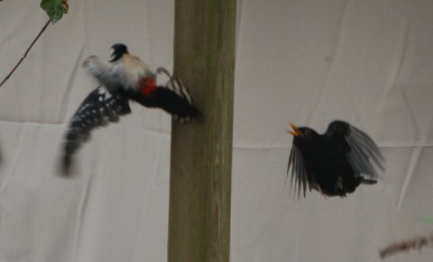De nieuwe bonte gast wordt niet bijster vriendelijk welkom geheten door een merel.... (Kwestie van oudste rechten?)