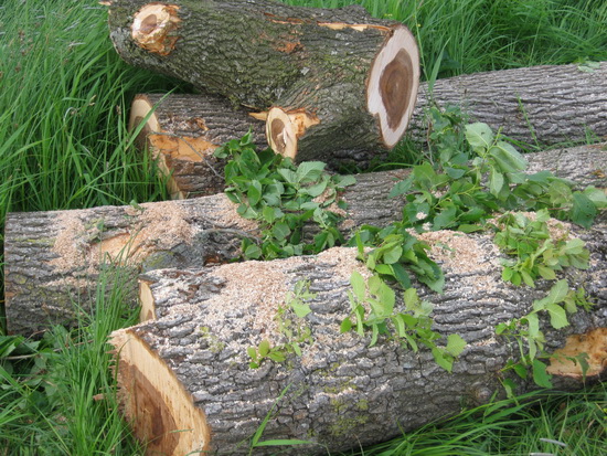 De aanpassingen in het landschap hebben flink wat bomen de kop (en de rest...) gekost! Herplanting verplicht?