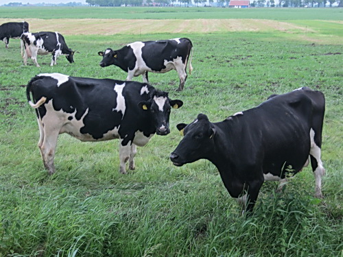 Bezig met het grote Mokkenburgrondje... De koeien van de familie De Jong kijken me wat meewarig aan: "Niks beters te doen?"