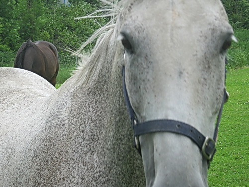 De grijze merrie wilde van mij de verzekering dat ik geen kwaad in de zin had. Die verzekering kreeg ze, ze bleek snel overtuigd....
