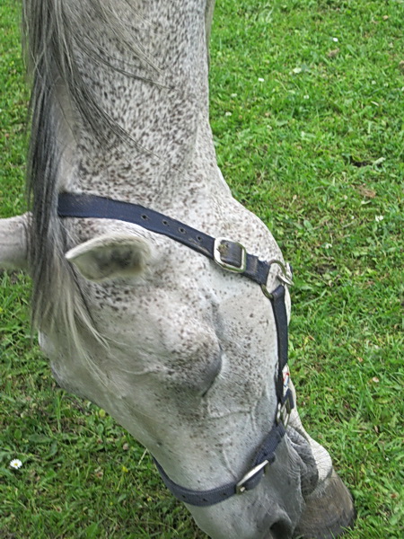 Soms weet zelfs een paard niet hoe vreemd ze zich dient te gedragen om op de foto te komen.... Nee, de merrie eet niet van haar eigen hoef....