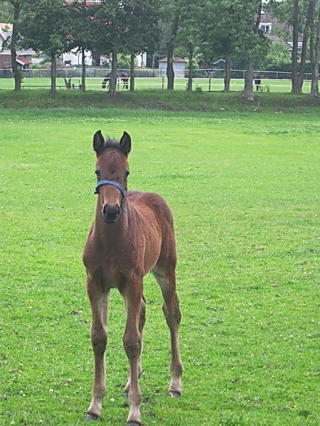 Het veulen bleef belangstellend toekijken. Maar wel op  afstand....