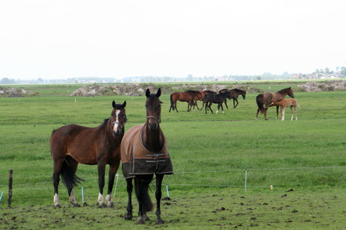 Mooi gezicht bij de boerderij van Agema, paarden! 