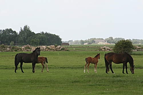 Merries met veulens bij Agema. Worden hier ook steeds meer paarden gefokt?