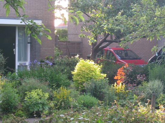 De voortuin bij onze huurwoning aan de Verlengde Oosterweg. Even zet het licht twee planten in het zonnetje.... De rest van de foto is flets, er zit weinig leven in....