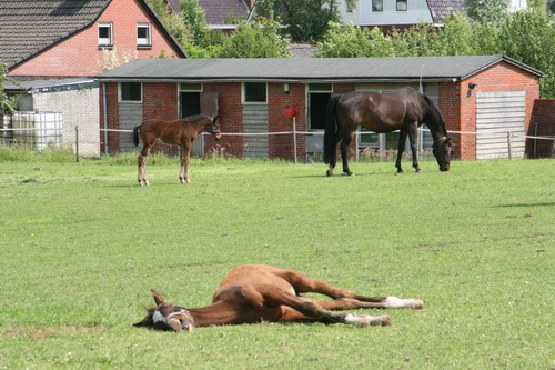Twee merries, twee veulen op het weiland aan de Industrieweg-Badweg, met het tot stallen omgebouwde zwembadgebouw op de achtergrond. Waar nu paarden staan gestald, verkleedden jonge kinderen zich voor 1970 in het 'schapenhok', en zat de kaartverkoper en/of badmeester in het kantoortje....