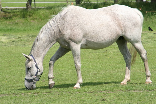 De grijze merrie, stijlvol grazend.....