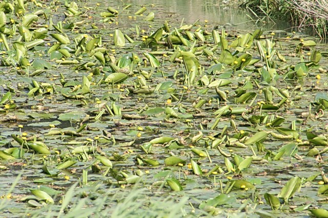 Aan de stille kant van de spoordijk is het overigens goed toeven! De dotters in de zwaaikom van de oude Schipsloot  markeren de rust...