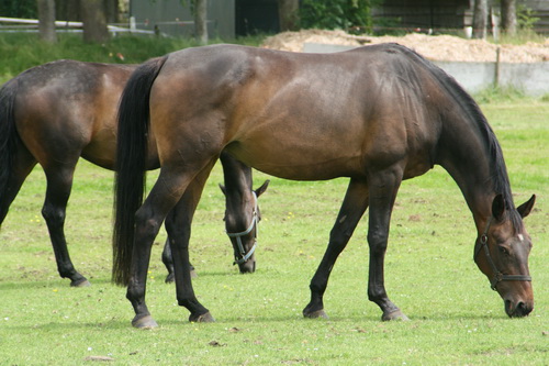De merries met veulens bivakkeren aan de Badweg, deze twee rijpaarden hebben het grazen aan de Industrieweg overgenomen....
