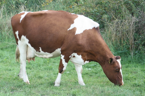 Wat me wel opvalt, is dat de kudde koeien zo bont is samengesteld. Alles loopt of ligt door elkaar, van enige ordening lijkt geen sprake meer te zijn. Zwart-bont, rood-bont, Lakenvelders, blaarkoppen, waar blijft de herkenbaarheid? Of zijn het allemaal doorgefokte Holsteiners?