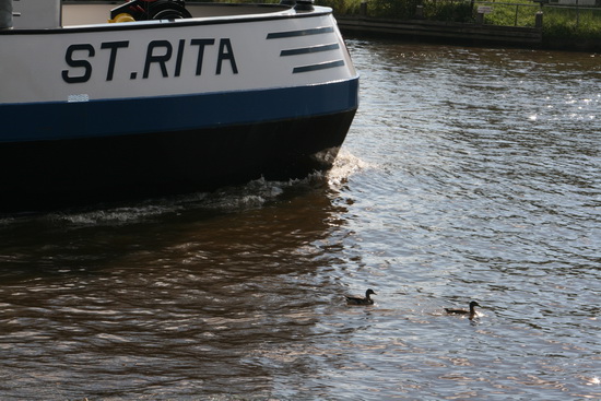 Contrast: de grote St. Rita en dan dobberen daar op het kanaalwater twee eendjes, net speelgoed....