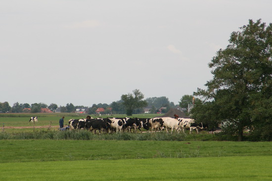 Tot slot dit plaatje als hommage aan veehouder Holtman die toch wel heel nadrukkelijk heeft te maken met de wegverlegging. Ik hoop voor hem dat alle problemen naar behoren zijn opgelost...