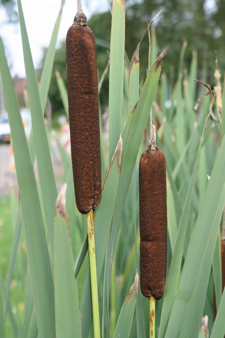 Rustig besluit, met enkele "sigaren", nee niet uit eigen doos... Uit de sloot bij Jan en Heleen de Haan....
