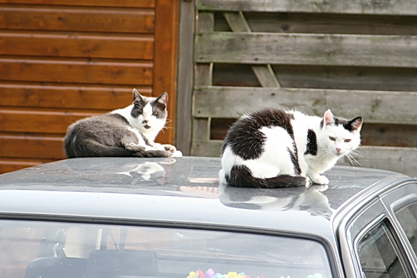 Terug naar huis langs de parkeerplaats bij het gymgebouw. "Cat on a hot tin roof..." Of beter: "Kat op een heet autodak.." Twee zelfs, onbekommerd, maar wel attent blijvend. Je weet maar nooit...