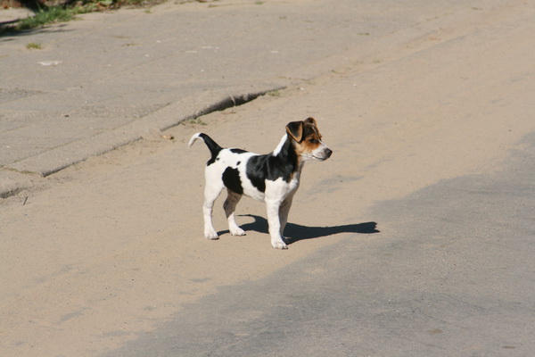 Op de Noorderweg staat de kleinste "Kamphuis" belangstellend iets gade te slaan. Maar nee, dat is niet de nieuwe riolering....