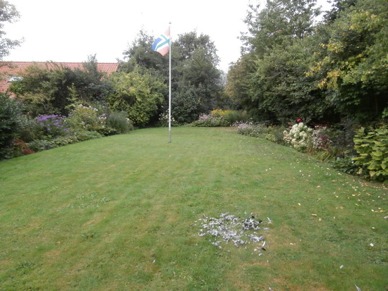 Dit is de ruim ogende achtertuin van Piet Niemeijer met de achtergebleven resten van de opgepeuzelde houtduif. 