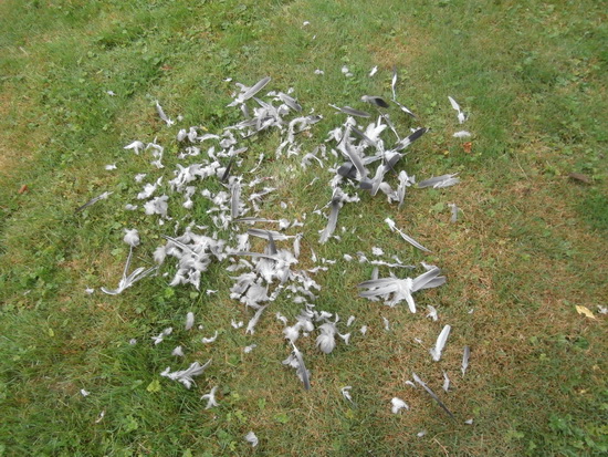 Naderbijgekomen ziet het er zo uit. Ja, tijd voor opruimen heeft zo'n vleeseter waarschijnlijk niet... 