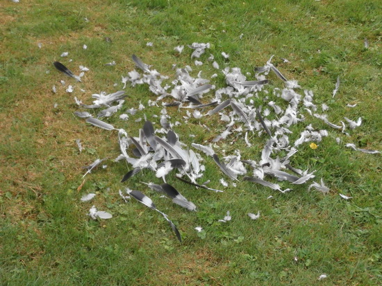 Gemengde gevoelens.... Mededogen met de houtduif, maar ook respect voor de roofvogel, zo zit de natuur in elkaar. (Ik heb inderdaad met rooflustige cultuurdieren als katten meer moeite....)