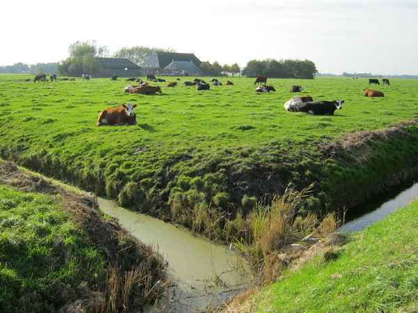 Groen is het gras en schoon de koeien.... aan de Heereburen. Herfstdag met zomerse sfeer...