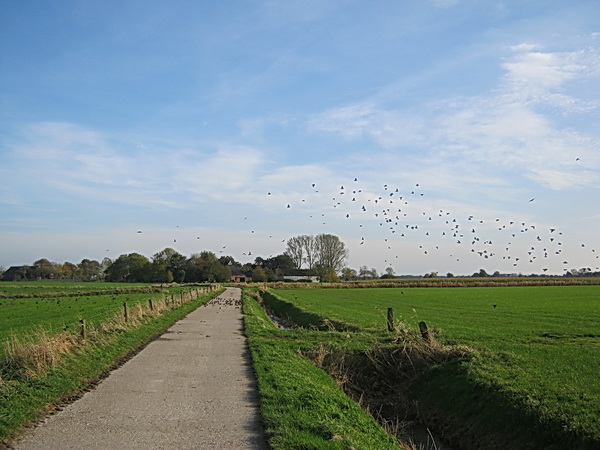 Op weg naar de twee boerderijen aan het eind van de Oude Dijk, bij de Balmahuisterweg. Een spreeuwenvlucht, opvallend verschijnsel in deze trekperiode.
