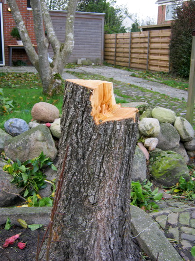 Deze is door de groenwerkers van de gemeente al gekortwiekt, uit voorzorg?