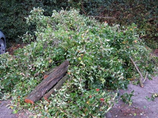 Hier is het kroonwerk van de sierboom geparkeerd. In de komende dagen af te voeren...