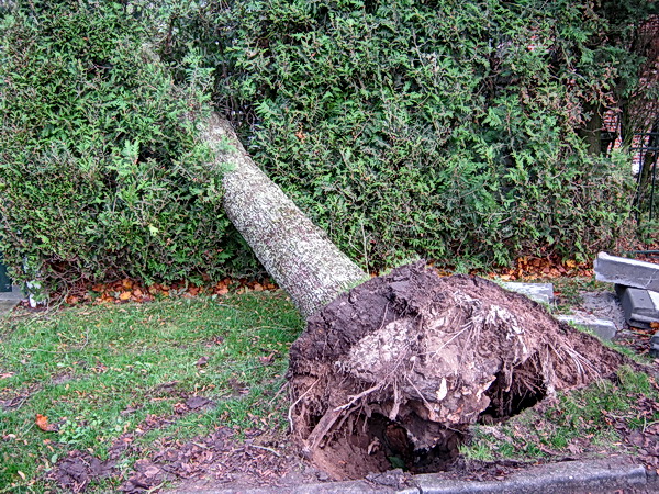 Voor de oktoberstorm stond deze boom stevig verankerd in de berm van de Verlengde Oosterweg (Noord).