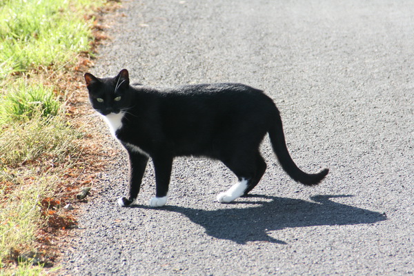 Op weg naar een ander onderwerp een ontmoeting met deze poes, bij het kanaal. Nee, geen liefhebber van al dat extra gedoe, te lawaaiig!