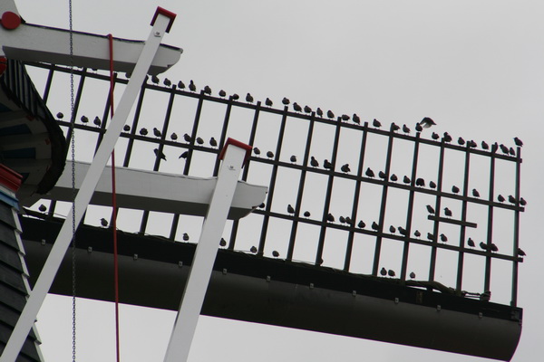 Op weg naar huis (moe, stijf, maar niet ontevreden...) kom ik langs koren- en pelmolen "Fortuna". De helft van de wieken is bezet door spreeuwen. De vogels zijn bezig met de trek. Op het traliewerk zitten ze steeds op gelijke afstand van elkaar. Net genoeg ruimte om op te vliegen?