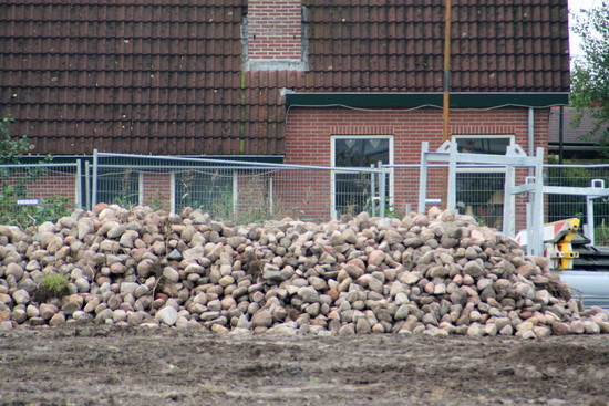 Zo is het duidelijker! Geen suikerbieten, maar veldkeien.... De Mokkenburgweg verborg vele geheimen, ligt er nu 'ontheemd' bij...