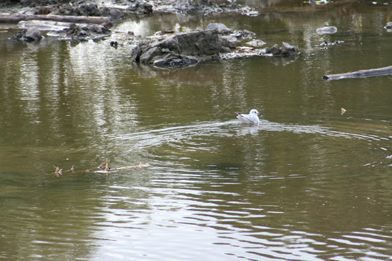 Een enkele meeuw waagt zich te water... Het dier vraagt zich verbaasd af, of het hier legaal of illegaal zwemmen is....