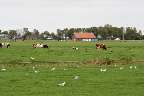 Aan de noordkant van de spoordijk ga ik terug richting dorp. Ruimte... Prachtig gezicht, de koeien in de wei, de meeuwen..... (Ik hoop dat de koeien inderdaad in het landschap blijven!)
