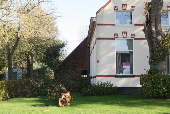 Bij de woonboerderij, de Sicke Benninghestede, ligt een gevelde boom... Herstel: het is een fors deel van de boom rechts....