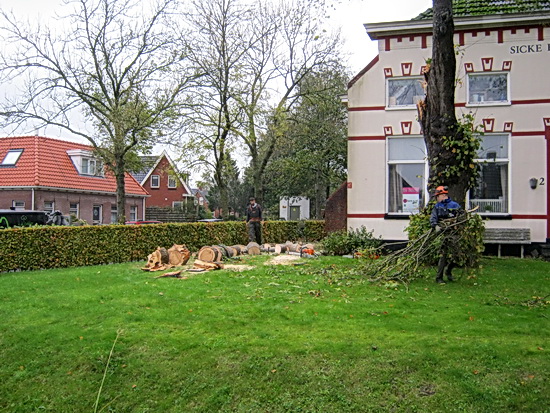 Bij de Sicke Benninghestede zijn Jur Kok en zijn maten bezig de afgesplitste boom te verkleinen tot verplaatsbare delen...