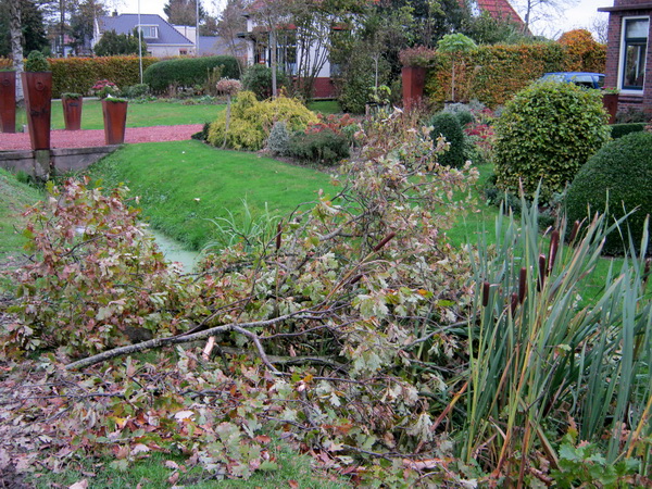 Ik moet verder, mijn benen worden onrustig. Bij Jan Thijs en Heleen de Haan ligt nog steeds een verdwaalde eikentak in de sloot, de lisdodden (beschermde plant!) hinderend. Hinderlijk!